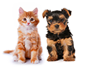 pets care, tips & advice represented by image of a puppy and kitten