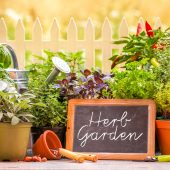 herbs, herb garden, herb growing