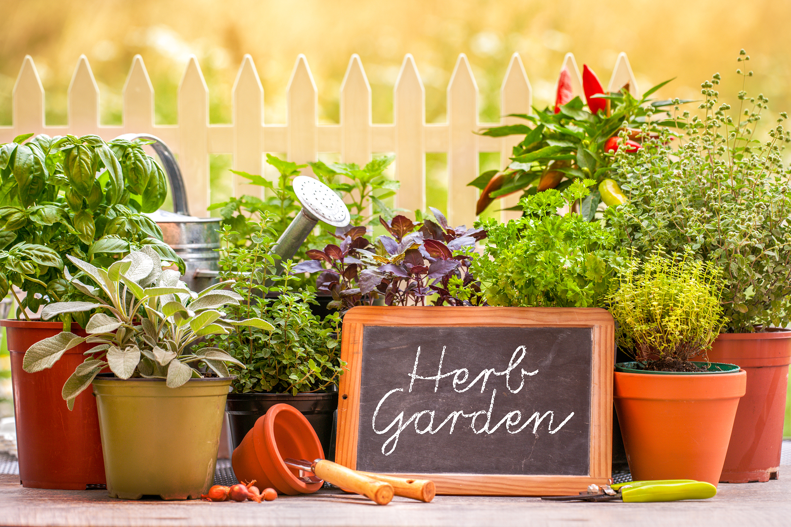 herbs, herb garden, herb growing